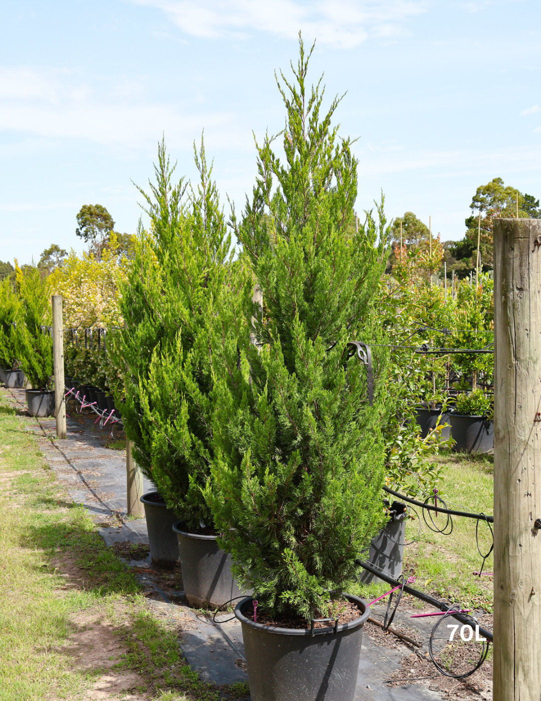 Juniperus chinensis 'Spartan' - Evergreen Trees Direct