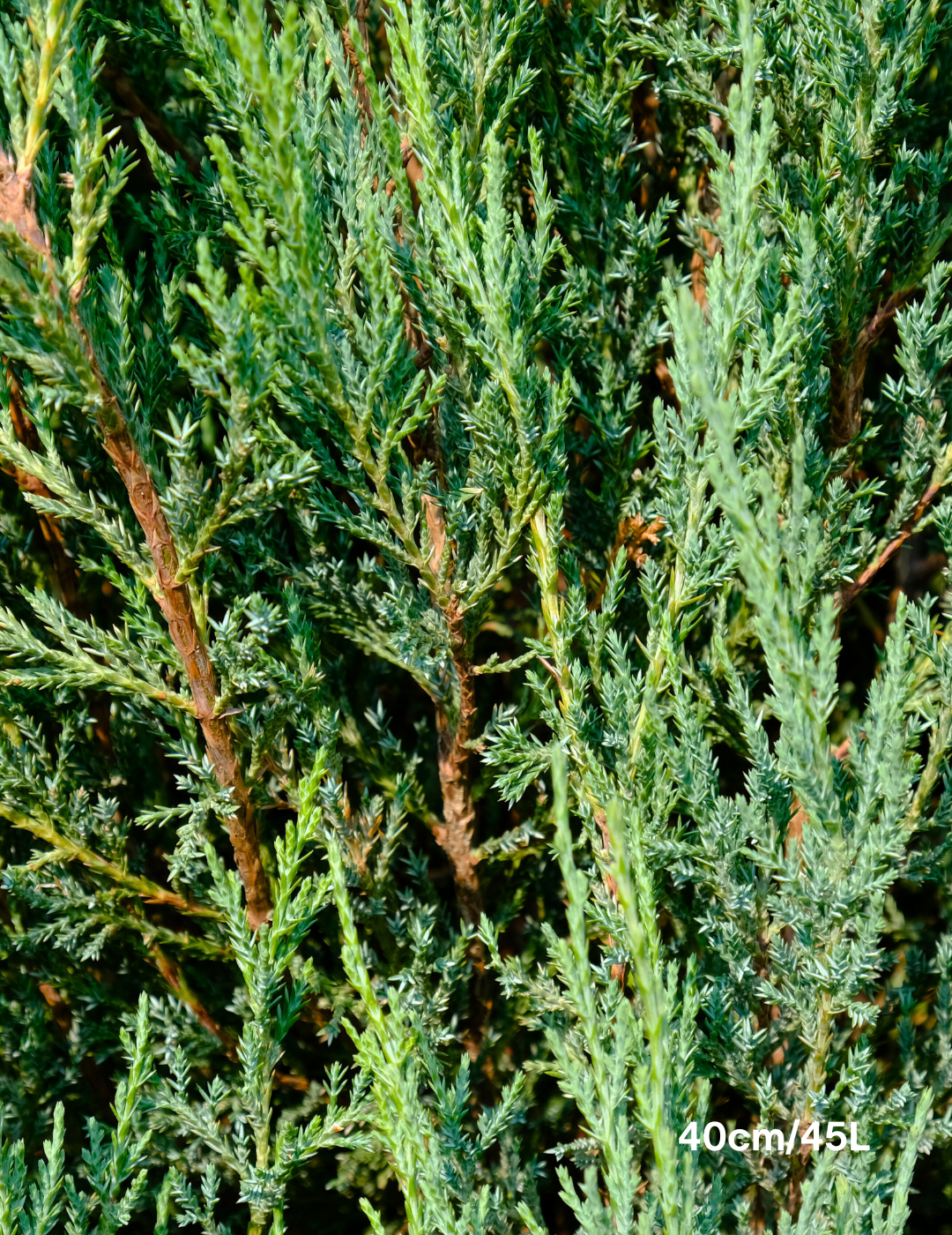 Juniperus scopulorum 'Skyrocket' - Evergreen Trees Direct