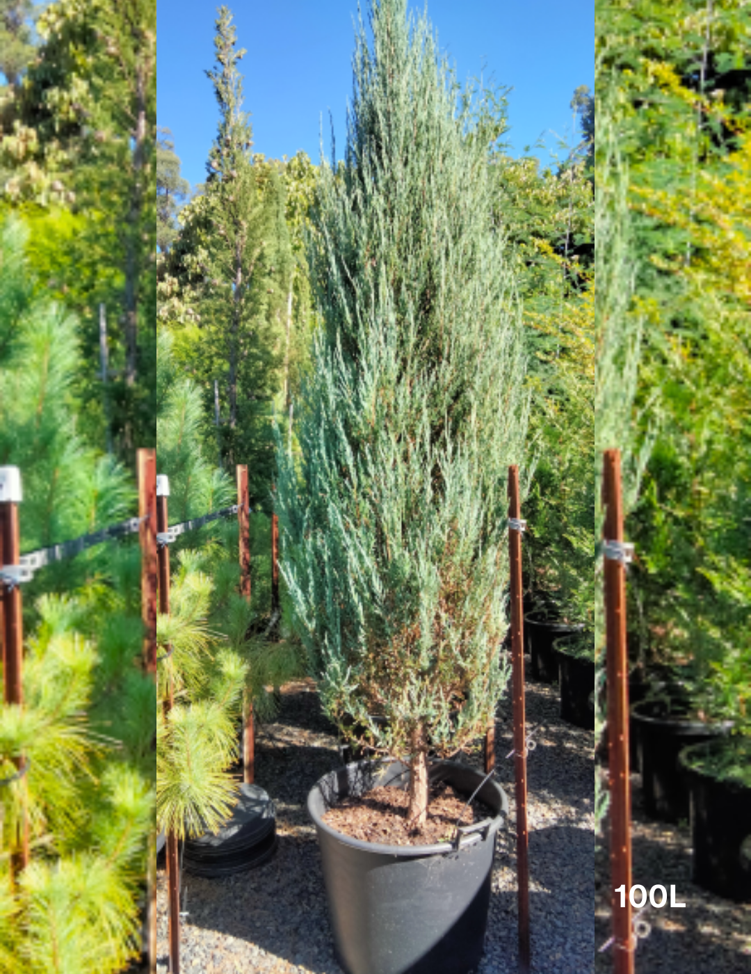 Juniperus scopulorum 'Skyrocket' - Evergreen Trees Direct