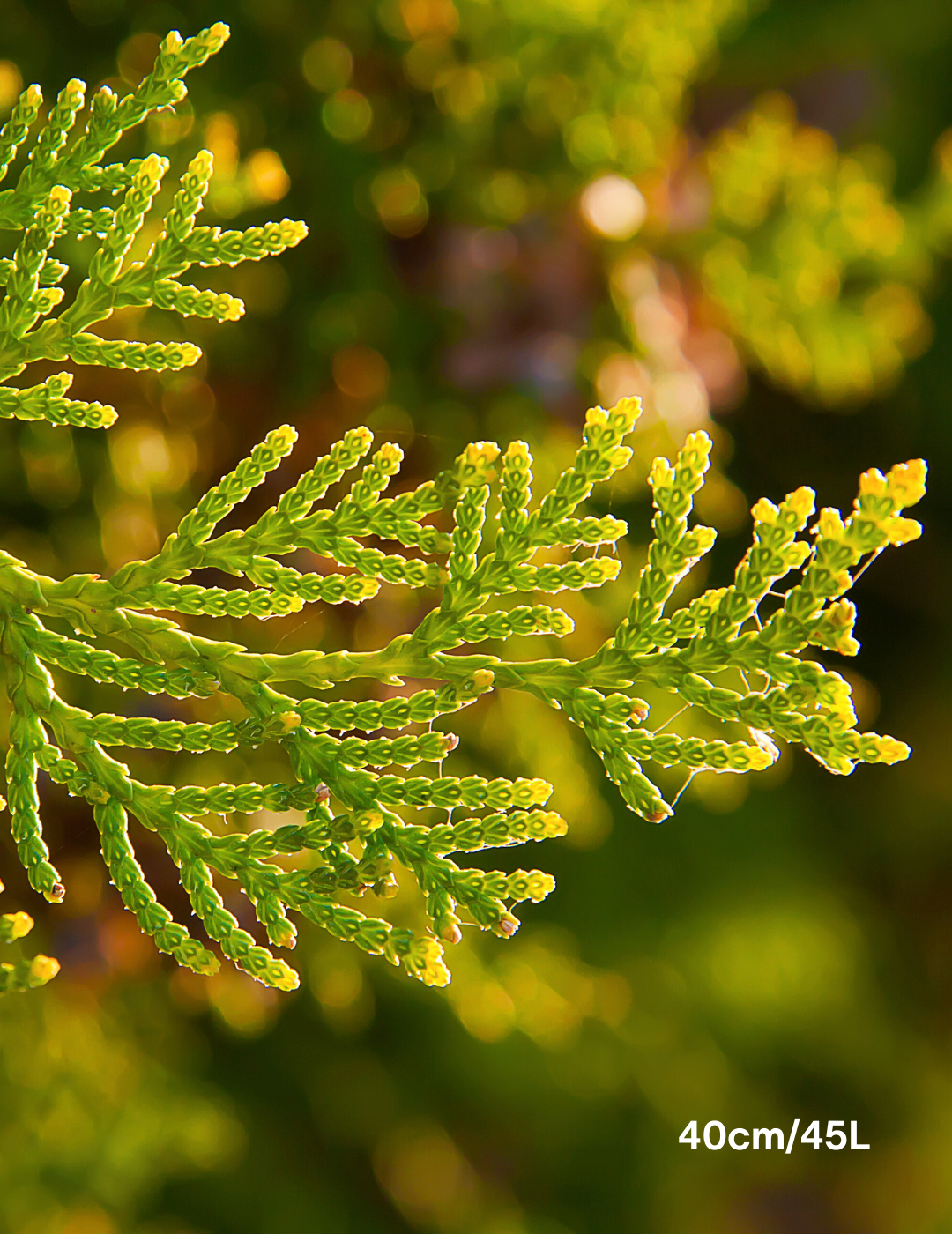 Juniperus scopulorum 'Skyrocket'