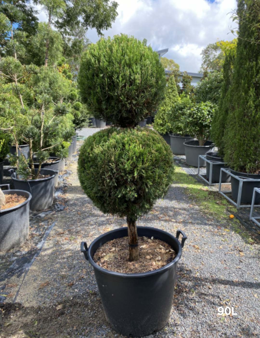 Juniperus virginiana Spartan Double balls - Evergreen Trees Direct