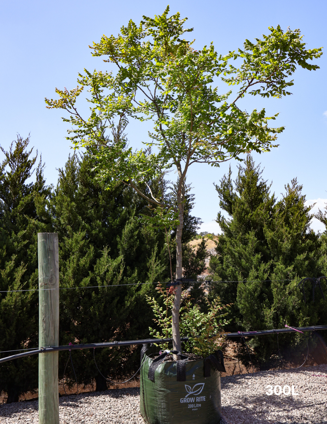 Koelreuteria paniculata - Evergreen Trees Direct