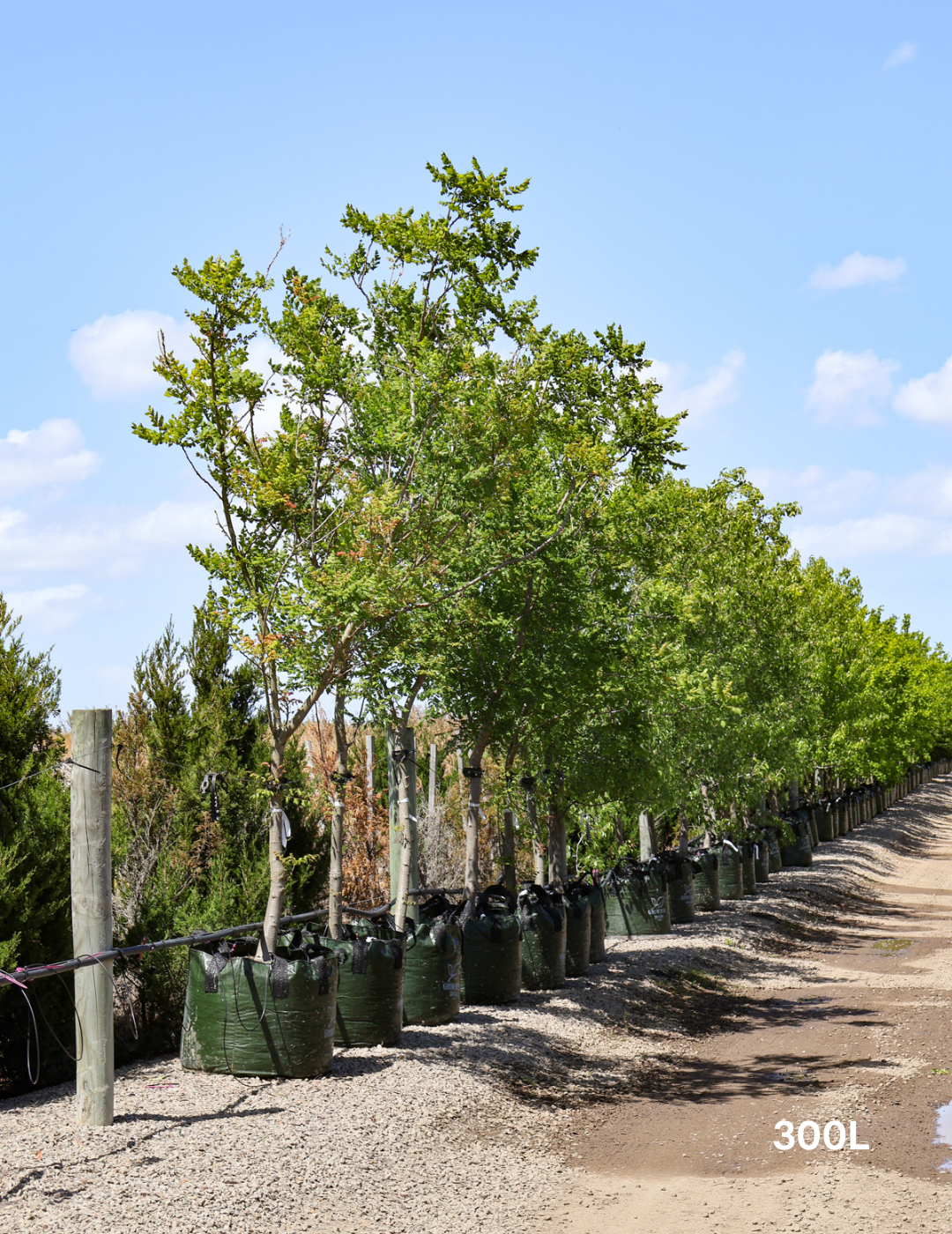 Koelreuteria paniculata