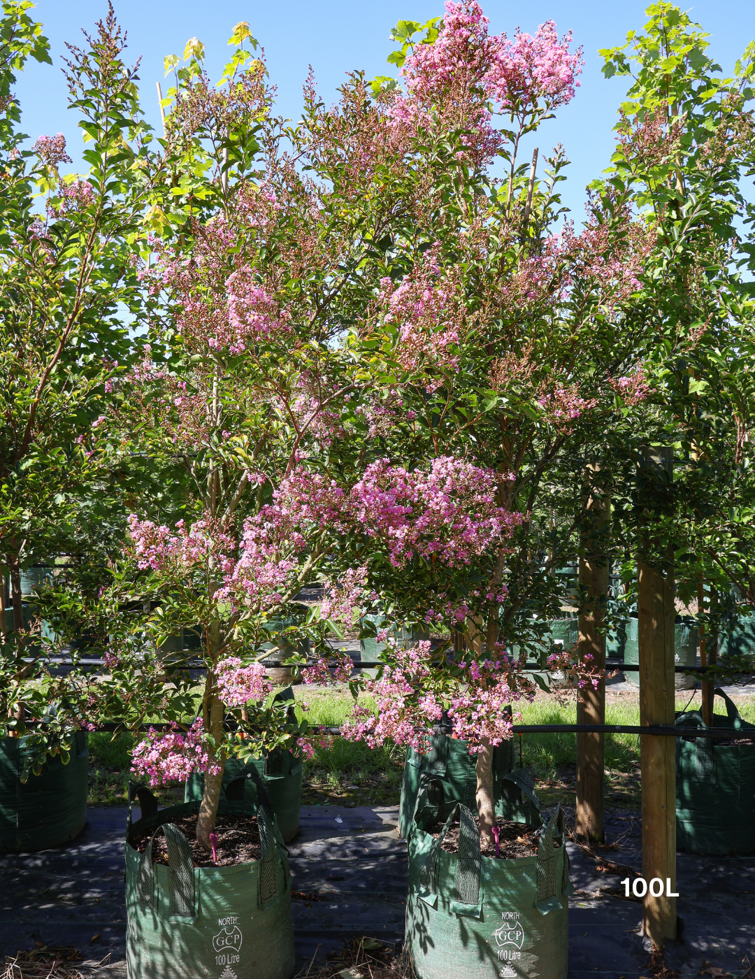 Lagerstroemia indica 'Lipan' (Soft Pink) - Evergreen Trees Direct