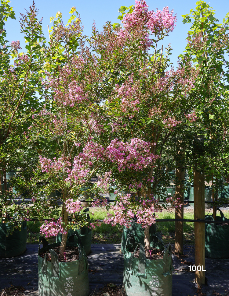 Lagerstroemia indica 'Lipan' (Soft Pink)