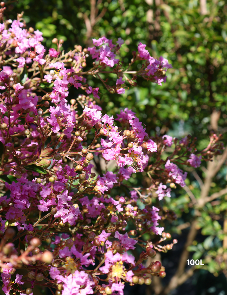 Lagerstroemia indica 'Lipan' (Soft Pink)