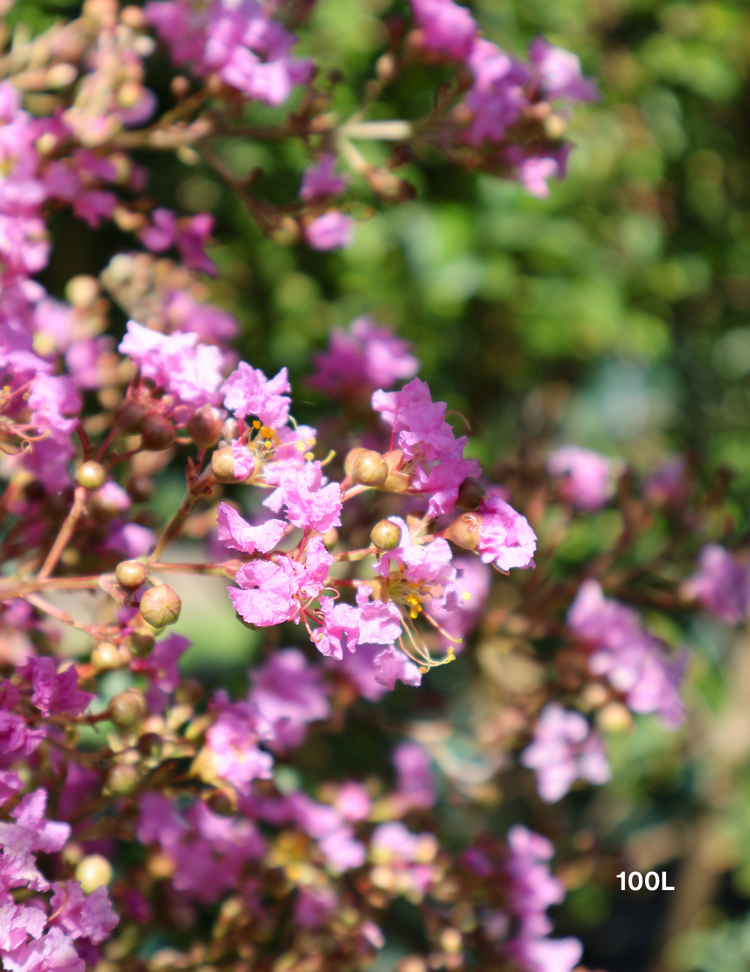 Lagerstroemia indica 'Lipan' (Soft Pink)