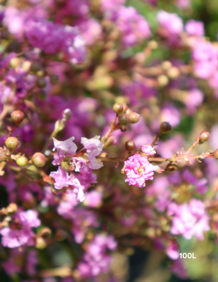 Lagerstroemia indica 'Lipan' (Soft Pink)