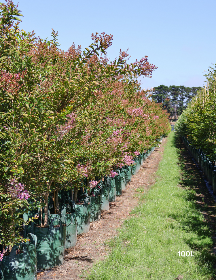 Lagerstroemia indica 'Lipan' (Soft Pink)