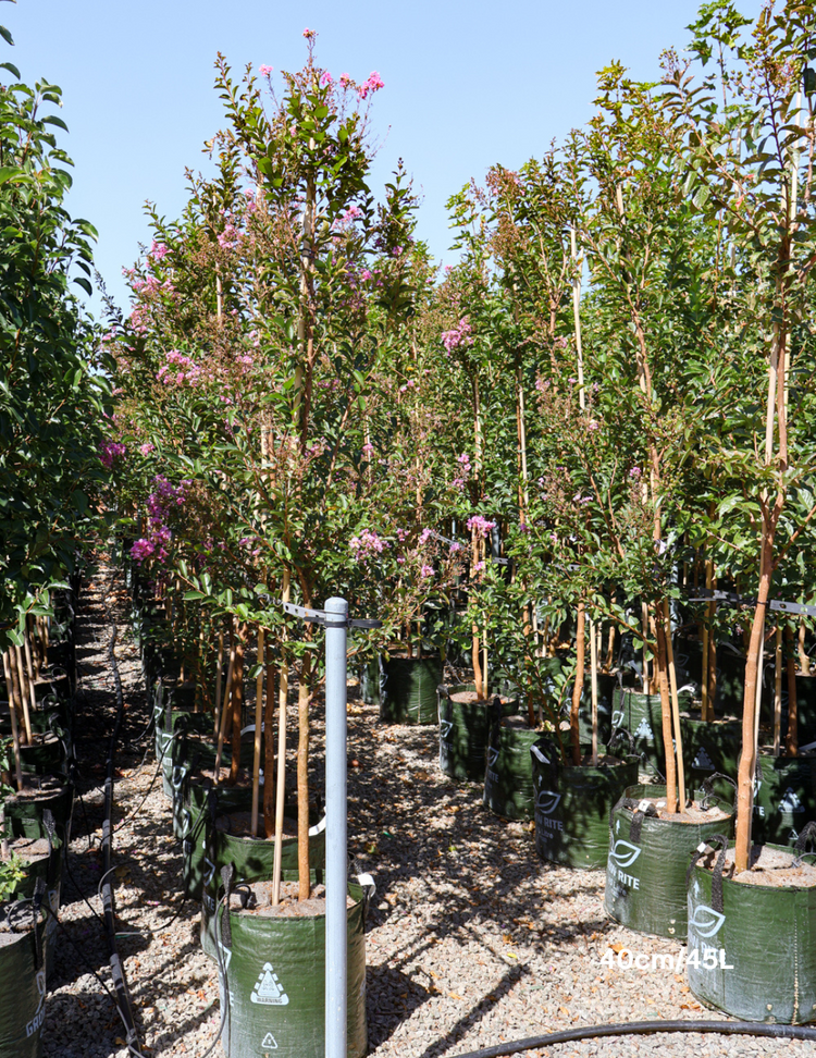 Lagerstroemia indica 'Lipan' (Soft Pink)