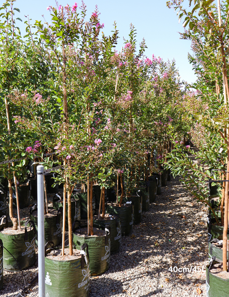 Lagerstroemia indica 'Lipan' (Soft Pink)