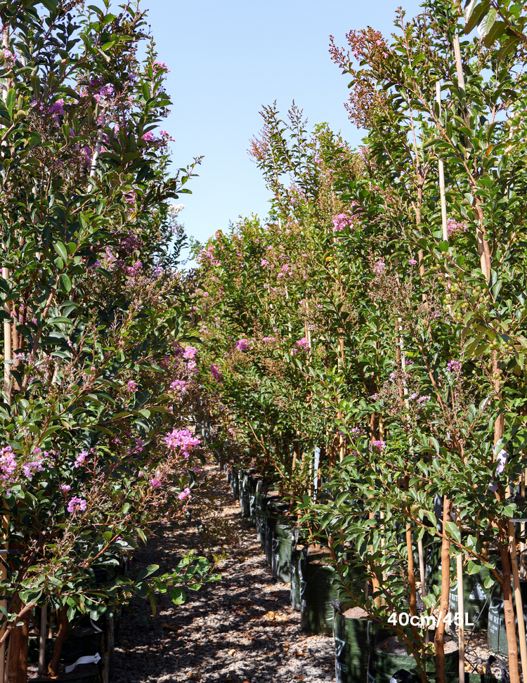 Lagerstroemia indica 'Lipan' (Soft Pink)