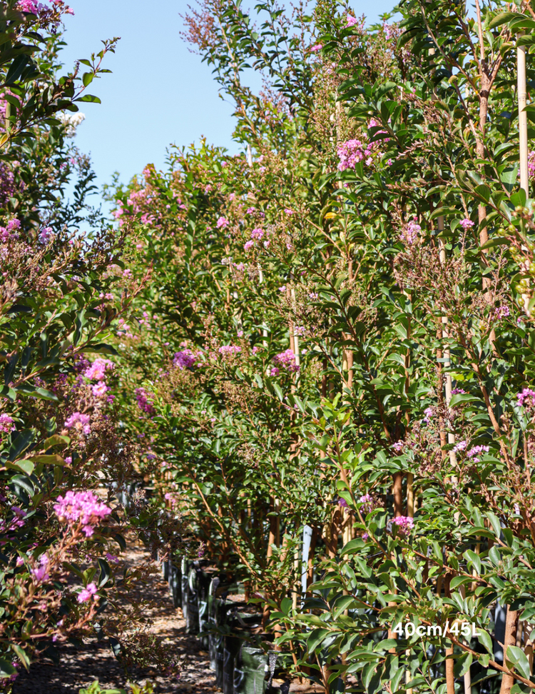 Lagerstroemia indica 'Lipan' (Soft Pink)