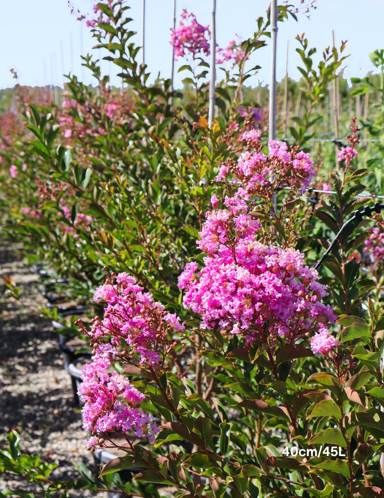 Lagerstroemia indica 'Lipan' (Soft Pink)