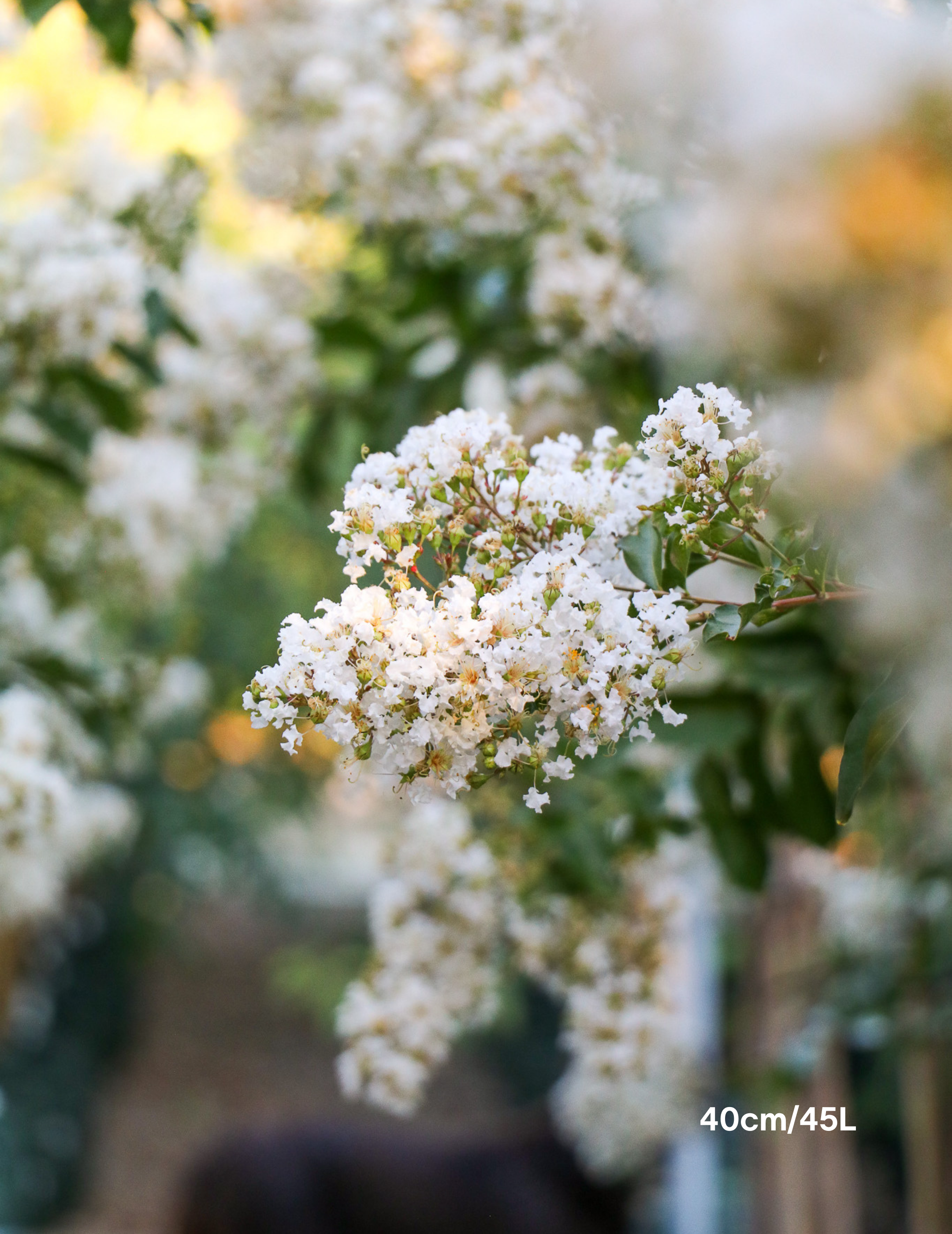 Lagerstroemia indica 'Acoma' - Dwarf White Crepe Myrtle