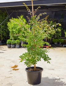 Lagerstroemia indica 'Acoma' - Dwarf White Crepe Myrtle