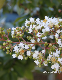 Lagerstroemia indica 'Acoma' (White)