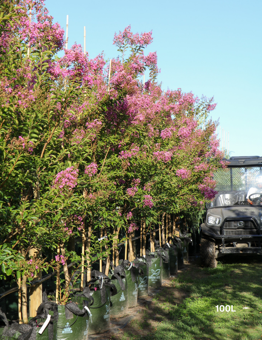 Lagerstroemia indica 'Lipan' (Soft Pink)