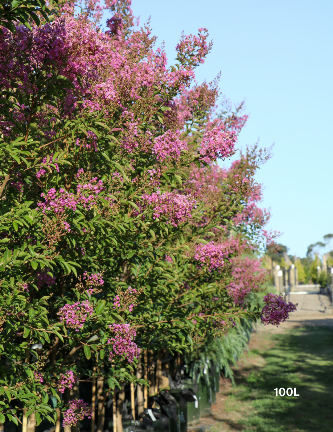 Lagerstroemia indica 'Lipan' (Soft Pink)