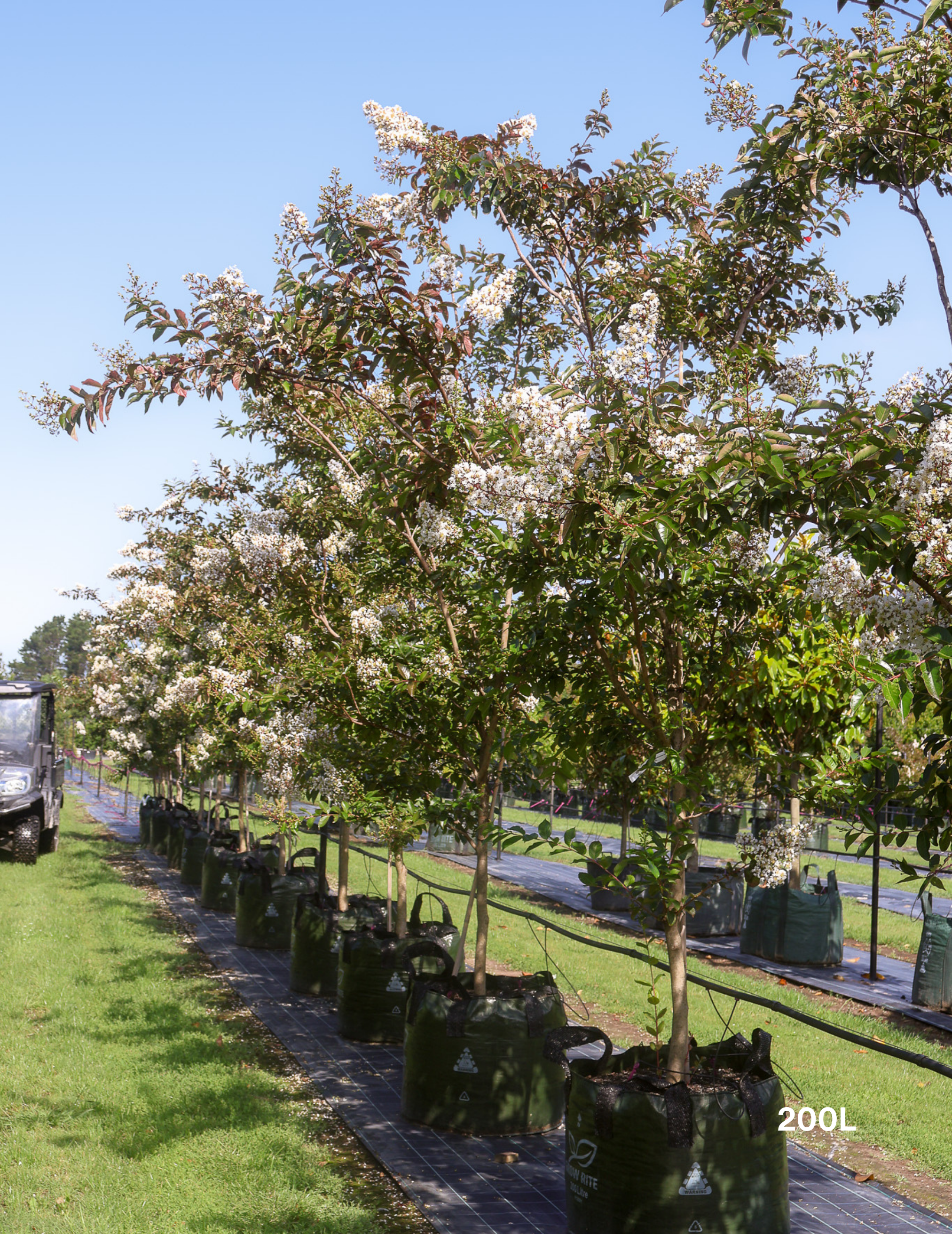 Lagerstroemia indica 'Natchez' (White) - Crepe Myrtle