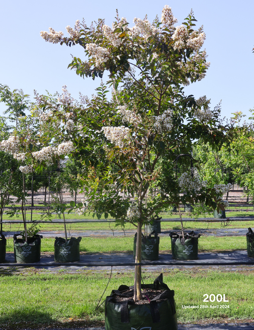 Lagerstroemia indica 'Natchez' (White) - Crepe Myrtle