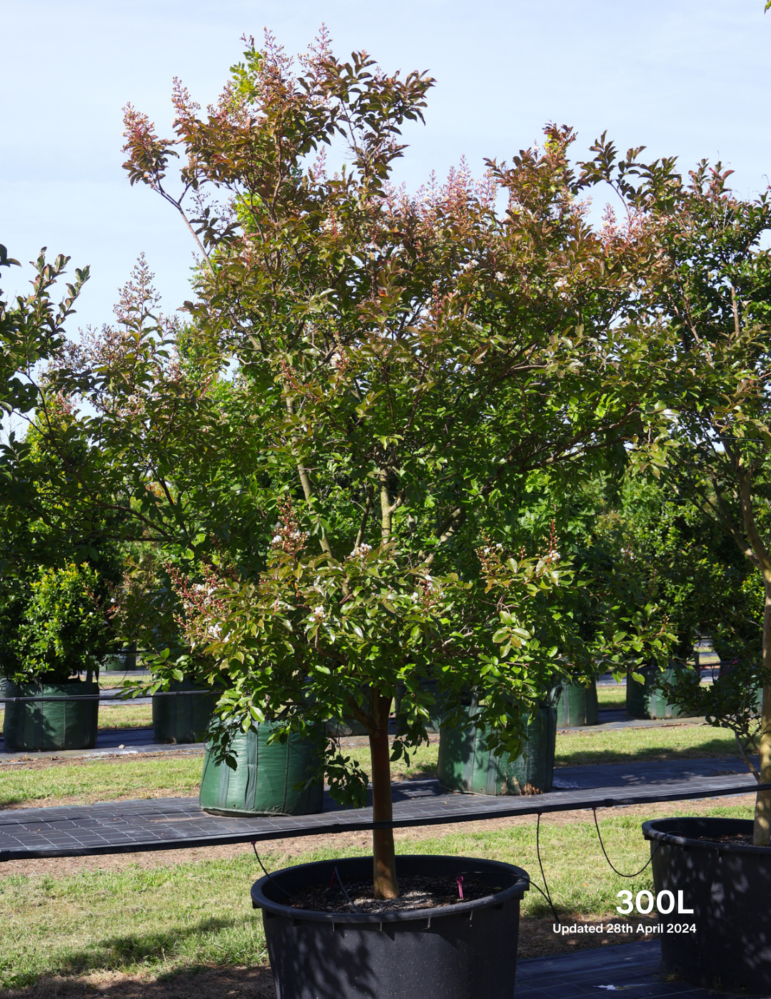 Lagerstroemia indica 'Natchez' (White) - Crepe Myrtle