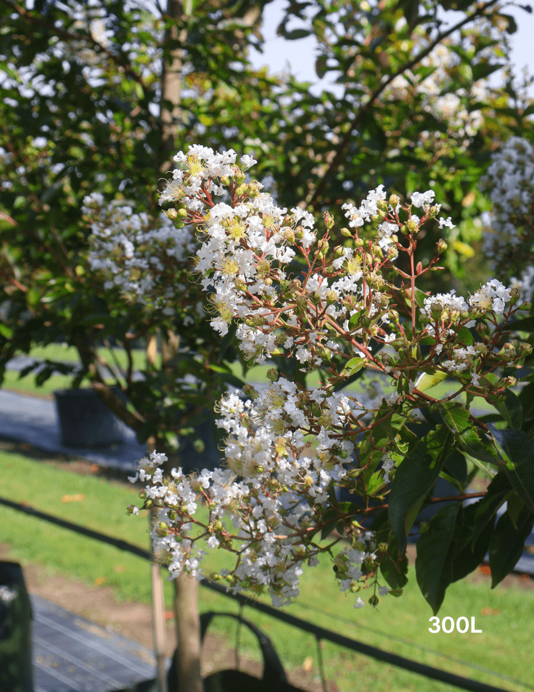 Lagerstroemia indica 'Natchez' (White) - Crepe Myrtle