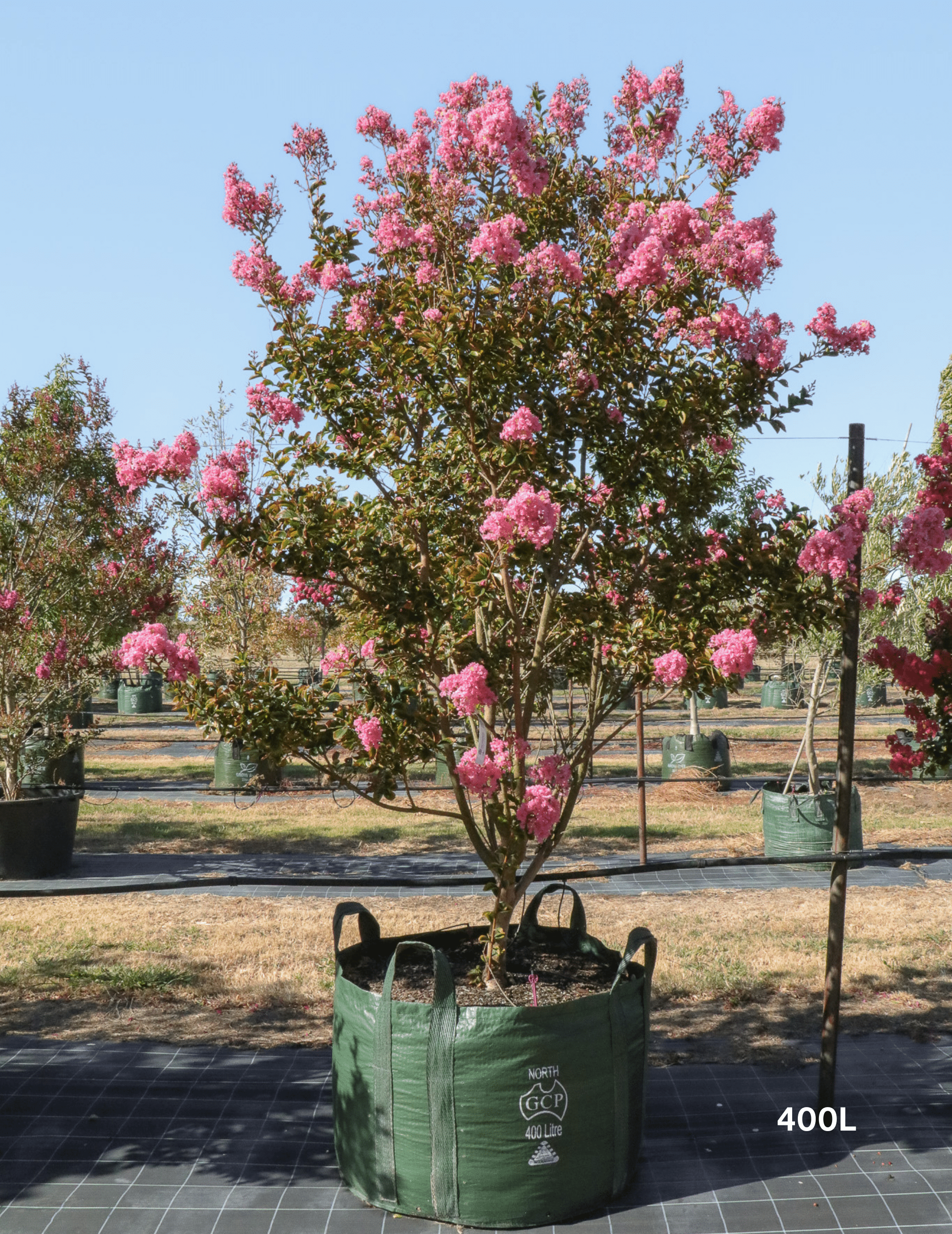 A 400L Crape Myrtle pink sioux