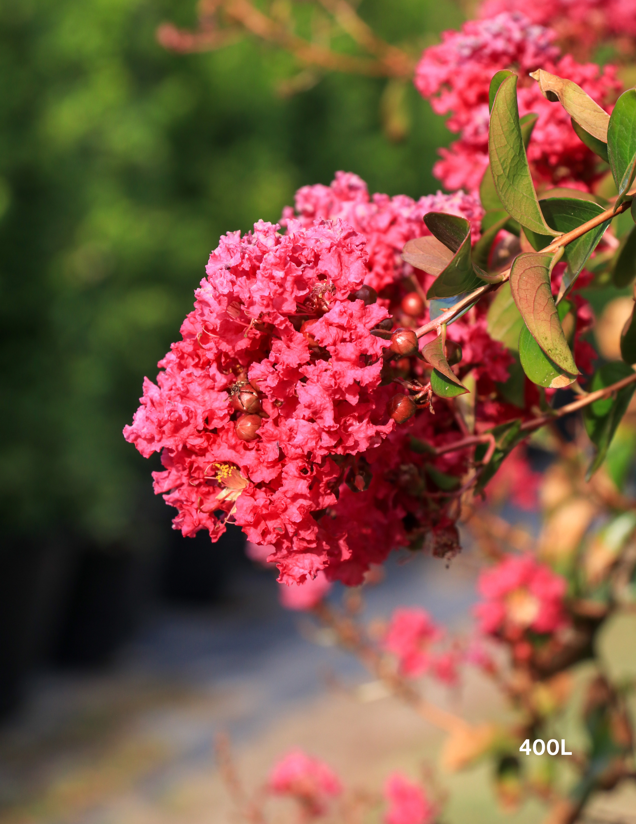 Lagerstroemia indica 'Sioux' - Fuchsia Pink Crepe Myrtle