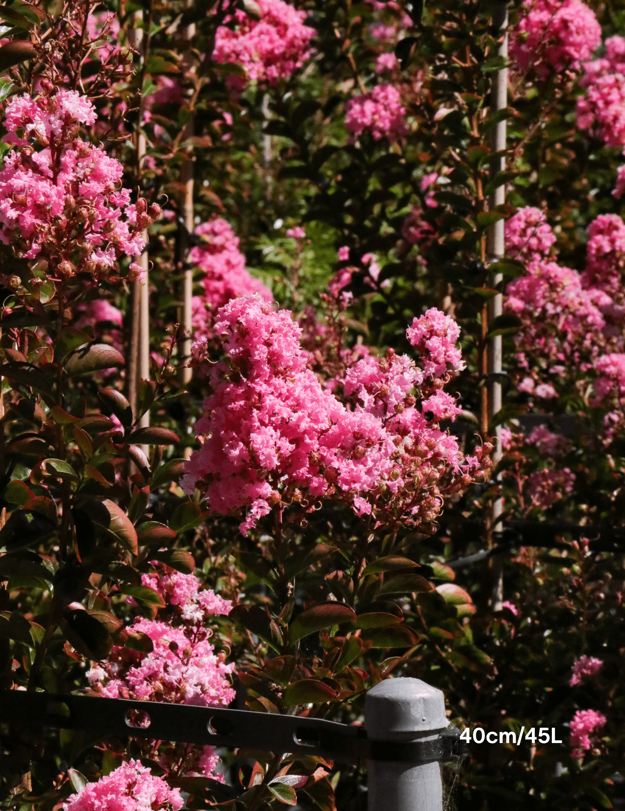 Young Lagerstroemia indica 'Sioux' - Fuchsia Pink Crepe Myrtle planted along a streetscape, thriving in full sun