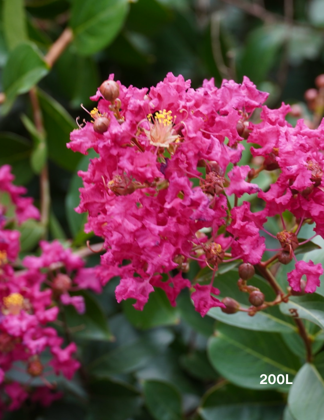 Lagerstroemia indica 'Tonto' (Vibrant Pink)