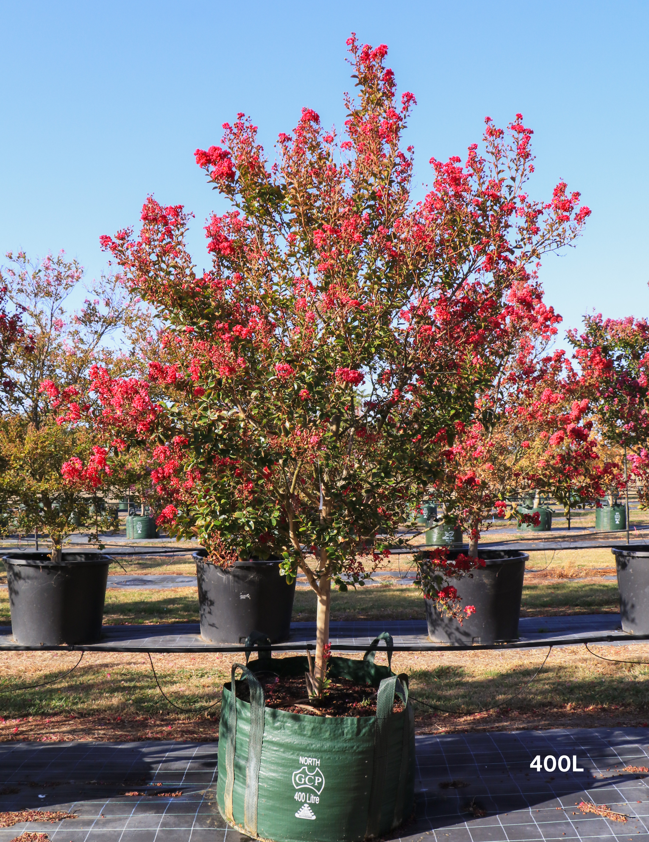 Lagerstroemia indica 'Tonto' (Vibrant Pink)