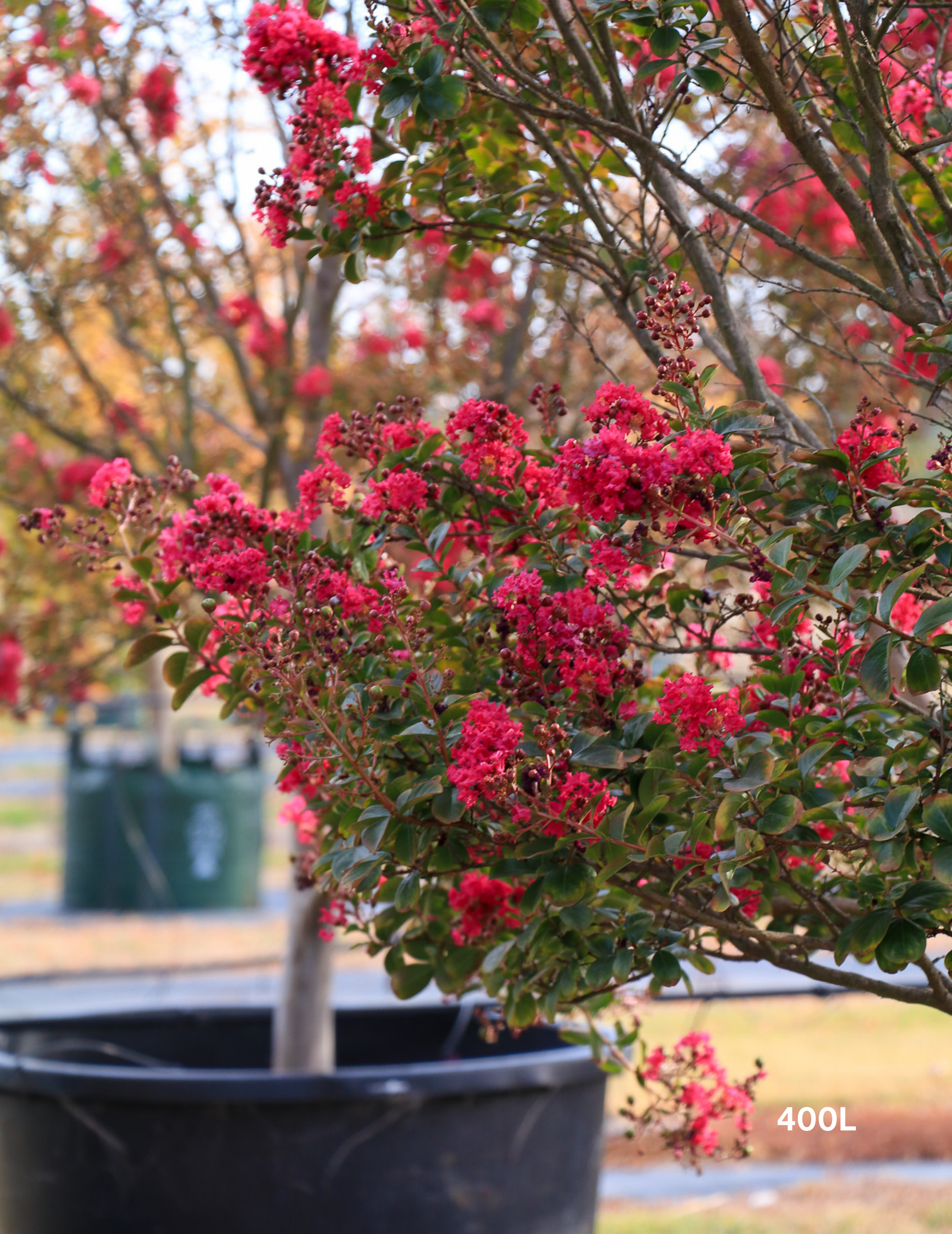 Lagerstroemia indica 'Tonto' (Vibrant Pink)