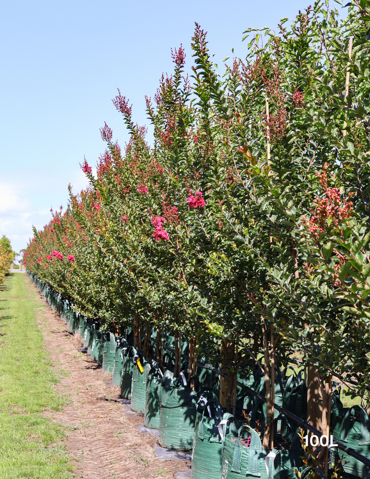 Lagerstroemia indica 'Tuscarora' (Dark Pink)