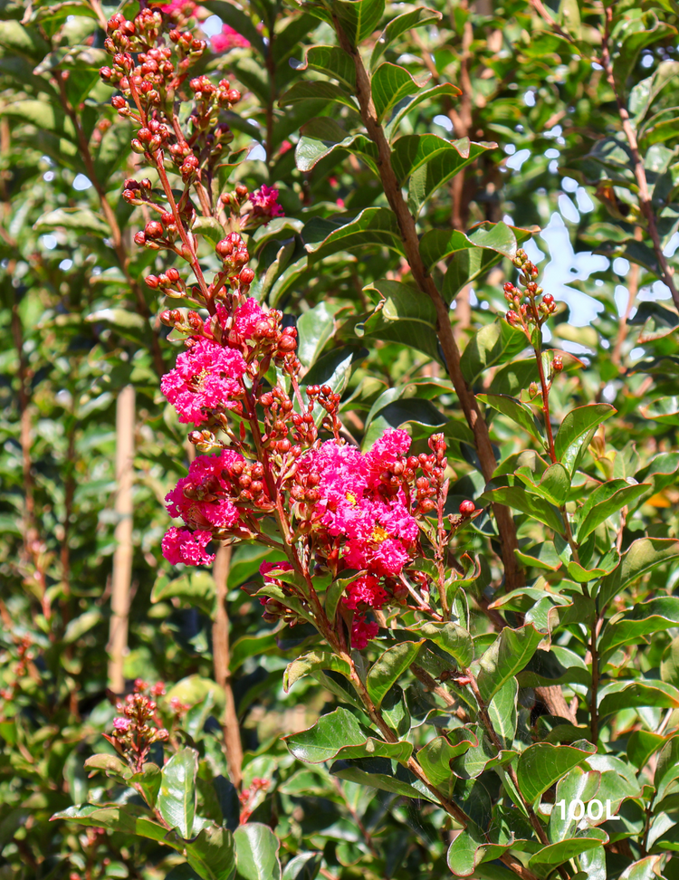 Lagerstroemia indica 'Tuscarora' (Dark Pink)