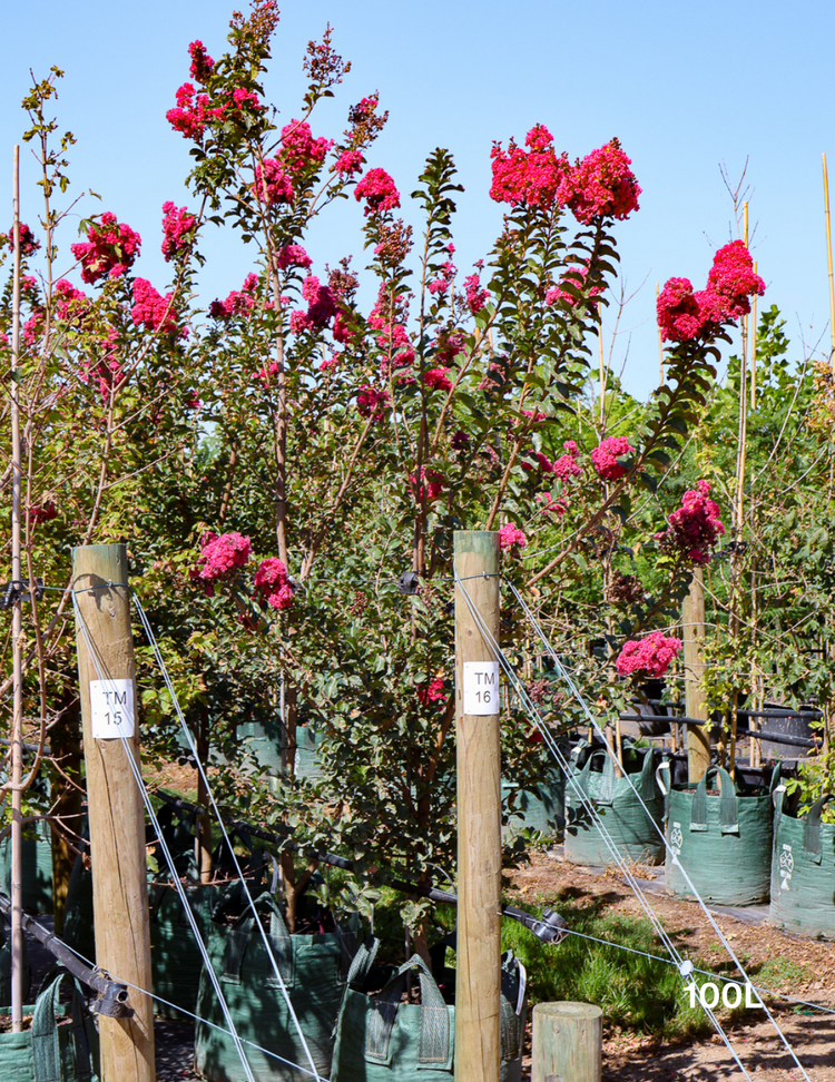 Lagerstroemia indica 'Tuscarora' (Dark Pink)