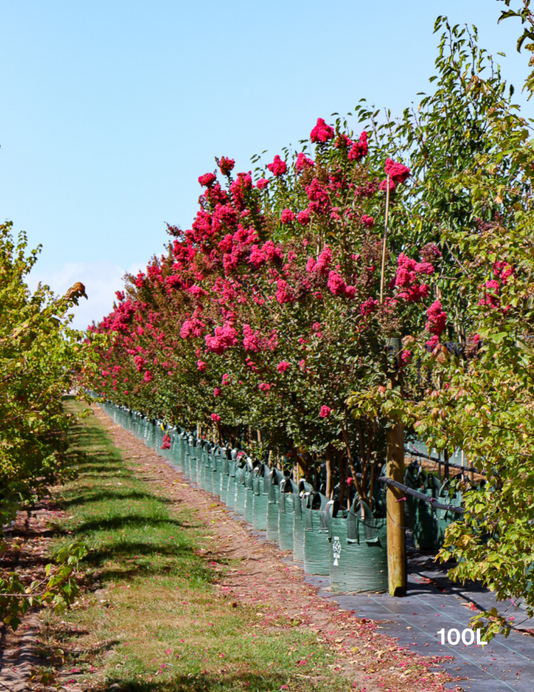 Lagerstroemia indica 'Tuscarora' (Dark Pink)