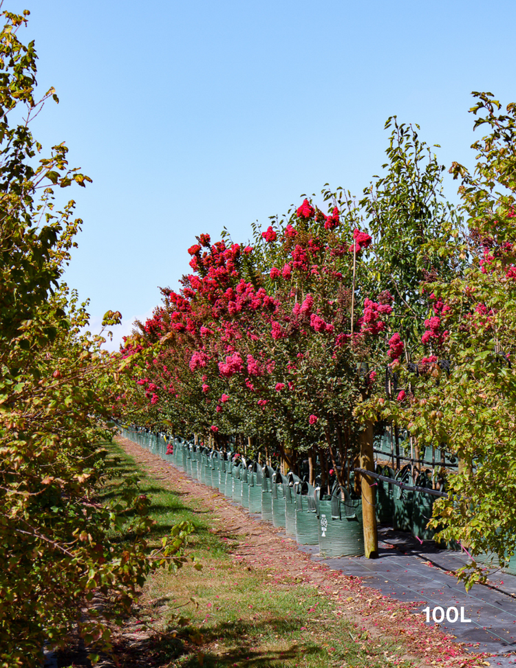 Lagerstroemia indica 'Tuscarora' (Dark Pink)