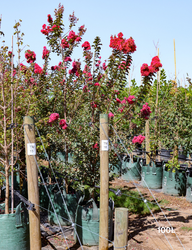 Lagerstroemia indica 'Tuscarora' (Dark Pink)