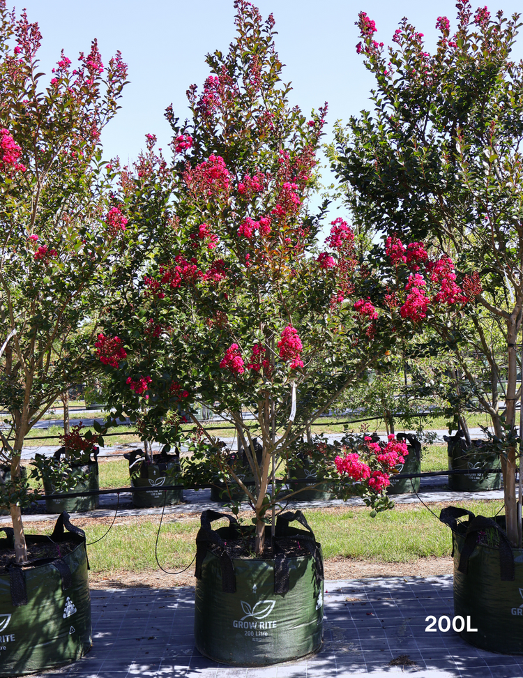 Lagerstroemia indica 'Tuscarora' (Dark Pink)