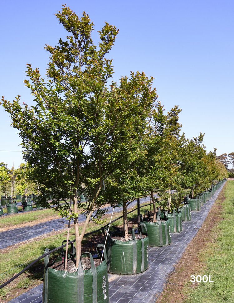 Lagerstroemia indica 'Tuscarora' (Dark Pink)