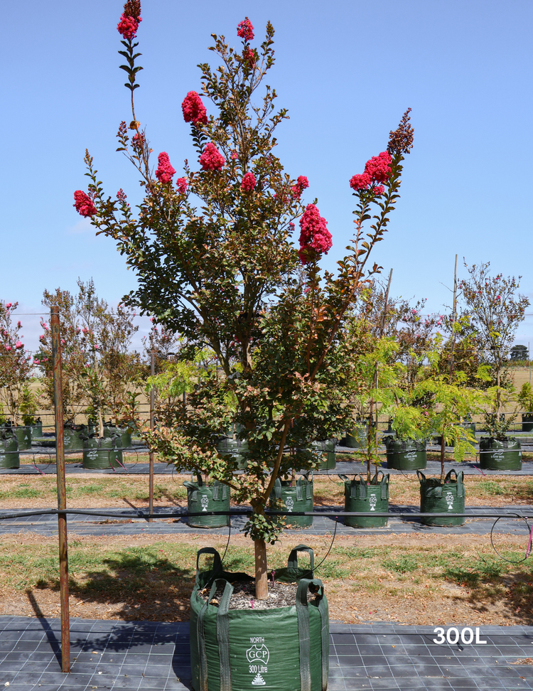 Lagerstroemia indica 'Tuscarora' (Dark Pink)