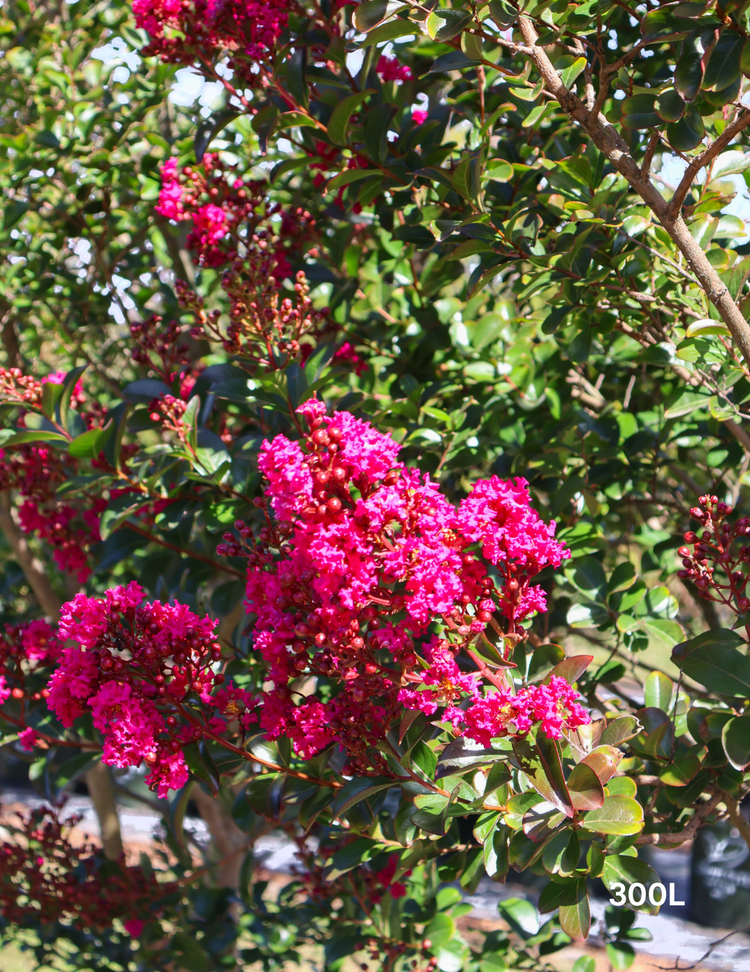 Lagerstroemia indica 'Tuscarora' (Dark Pink)