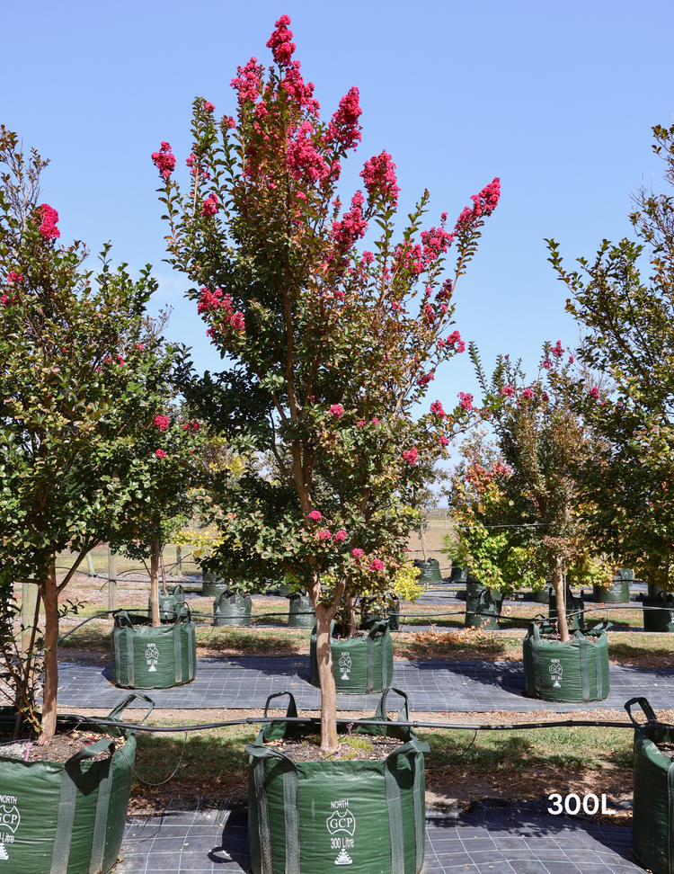 Lagerstroemia indica 'Tuscarora' (Dark Pink)