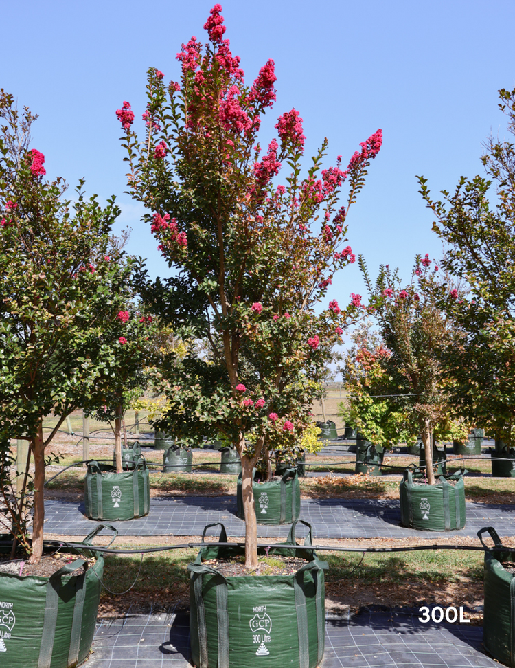 Lagerstroemia indica 'Tuscarora' (Dark Pink)