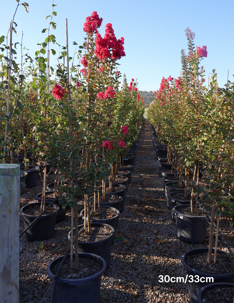 Lagerstroemia indica 'Tuscarora' (Dark Pink)