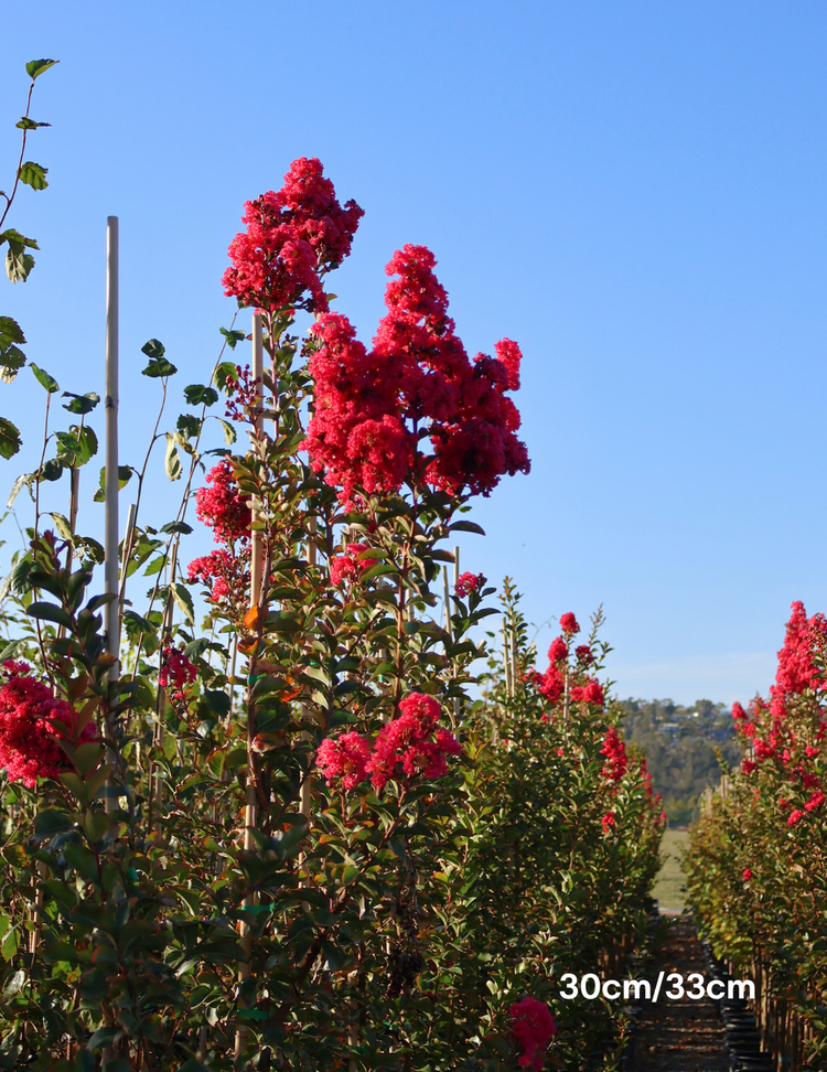 Lagerstroemia indica 'Tuscarora' (Dark Pink)