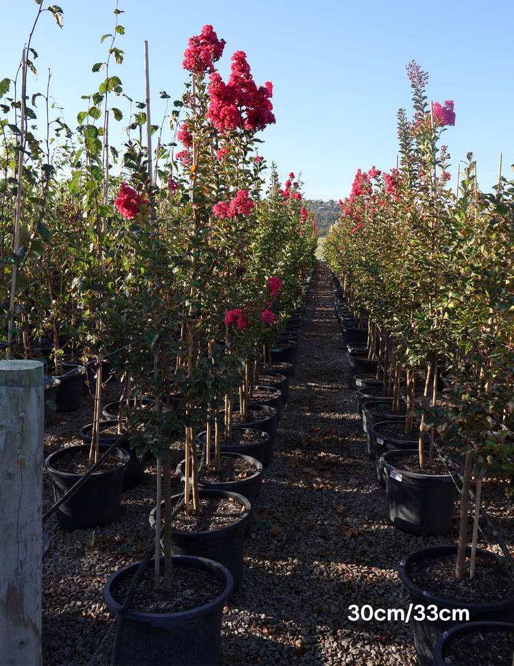 Lagerstroemia indica 'Tuscarora' (Dark Pink)