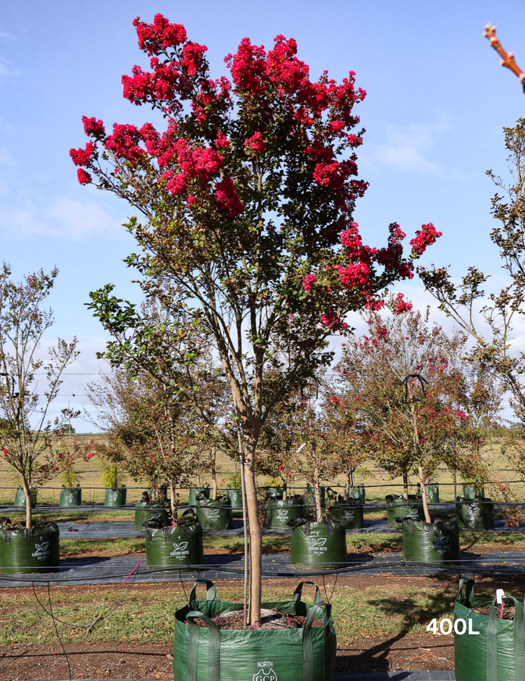 Lagerstroemia indica 'Tuscarora' (Dark Pink)