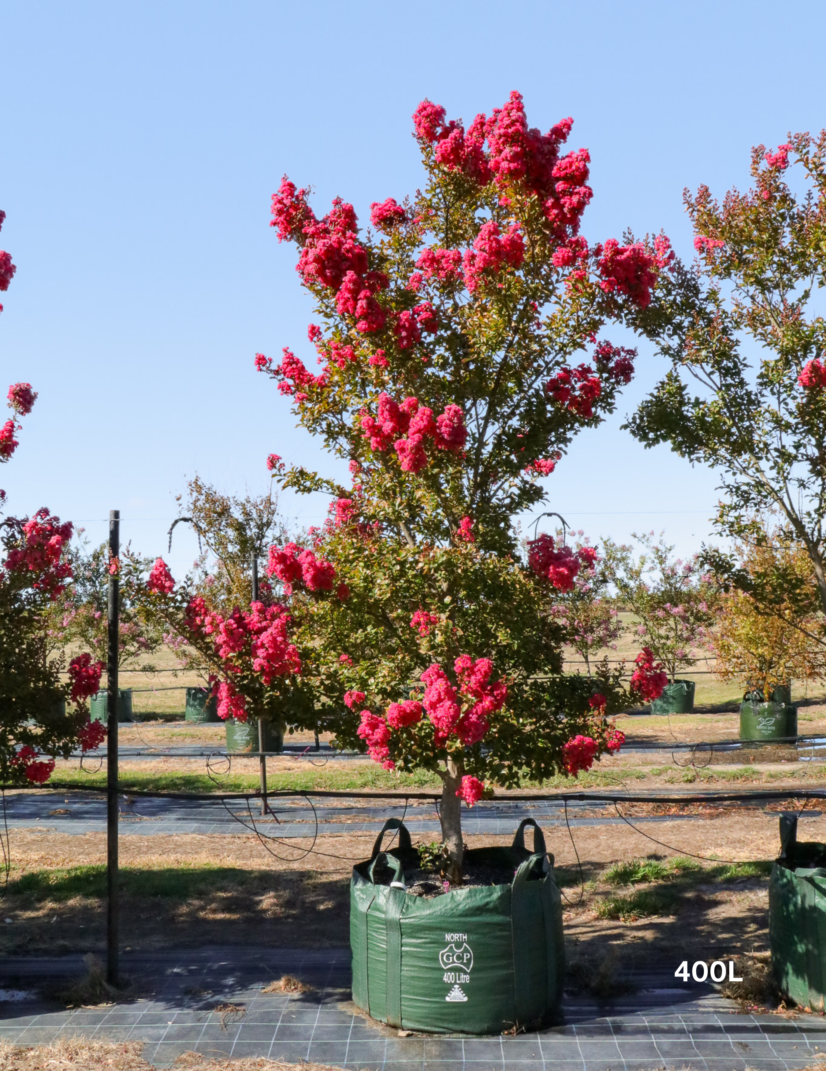 Lagerstroemia indica 'Tuscarora' - Dark Pink Crepe Myrtle